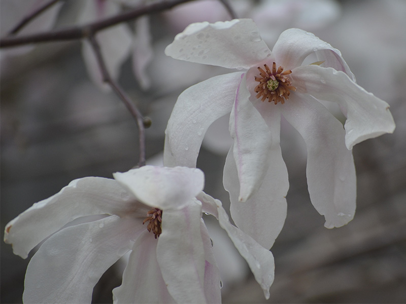 Magnolia stellata  'Rosea', flower.